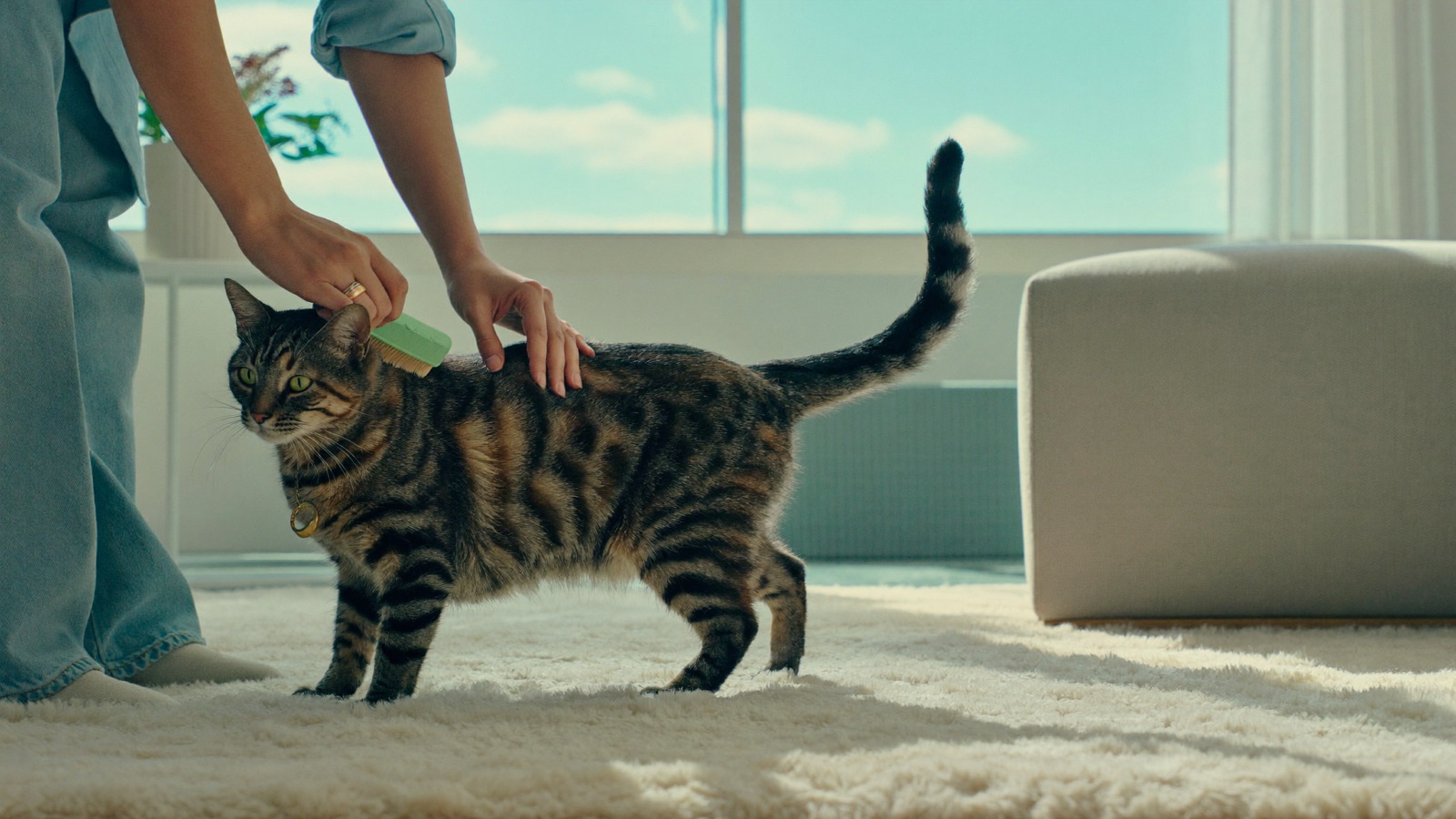 Heartworm in Cats: Signs, Risks & Prevention