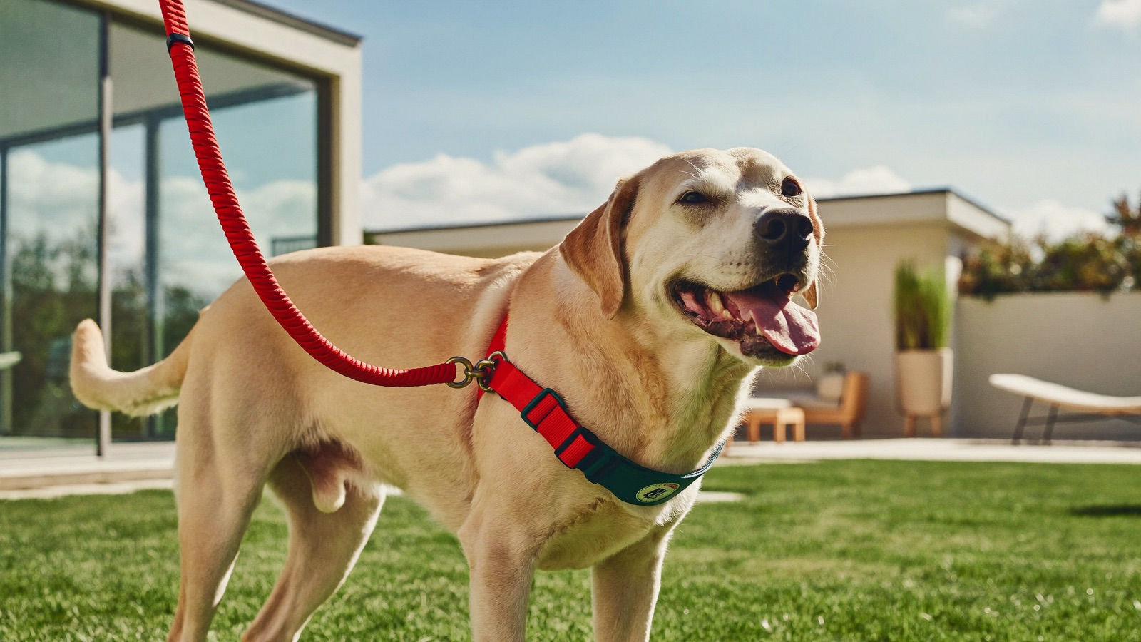 Heartworm Prevention for Dogs