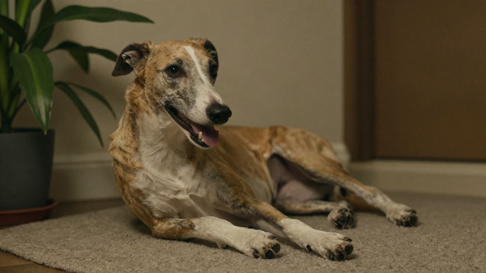 Homemade Dog Ear Cleaner: Safe or Not?