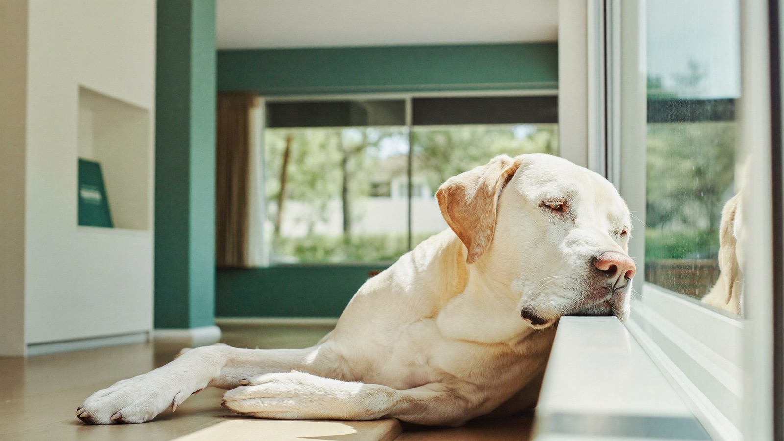 Hot Spots on Dogs: Causes & How to Treat Them