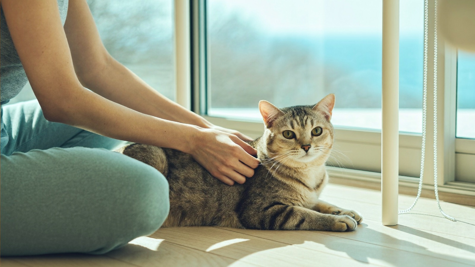 How Much to Feed a Cat: Daily Portion Guide