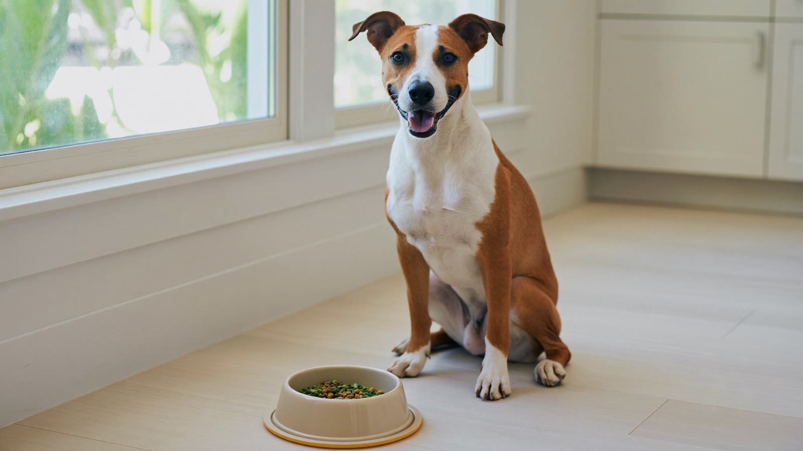 How Much to Feed Your Dog