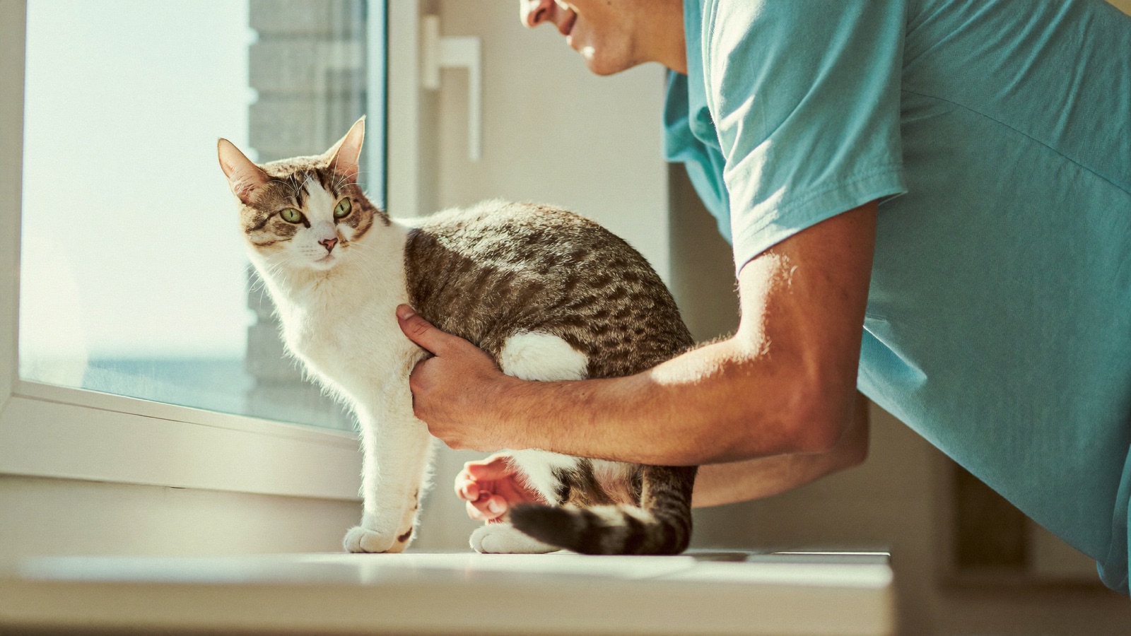 How Much Water Should a Cat Drink Daily?