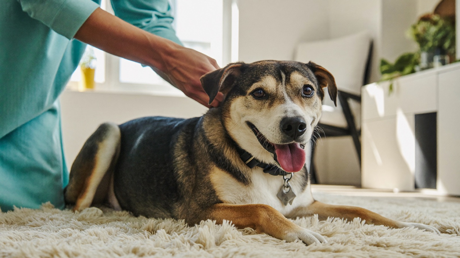 How Often Should a Dog Poop? A Normal Guide