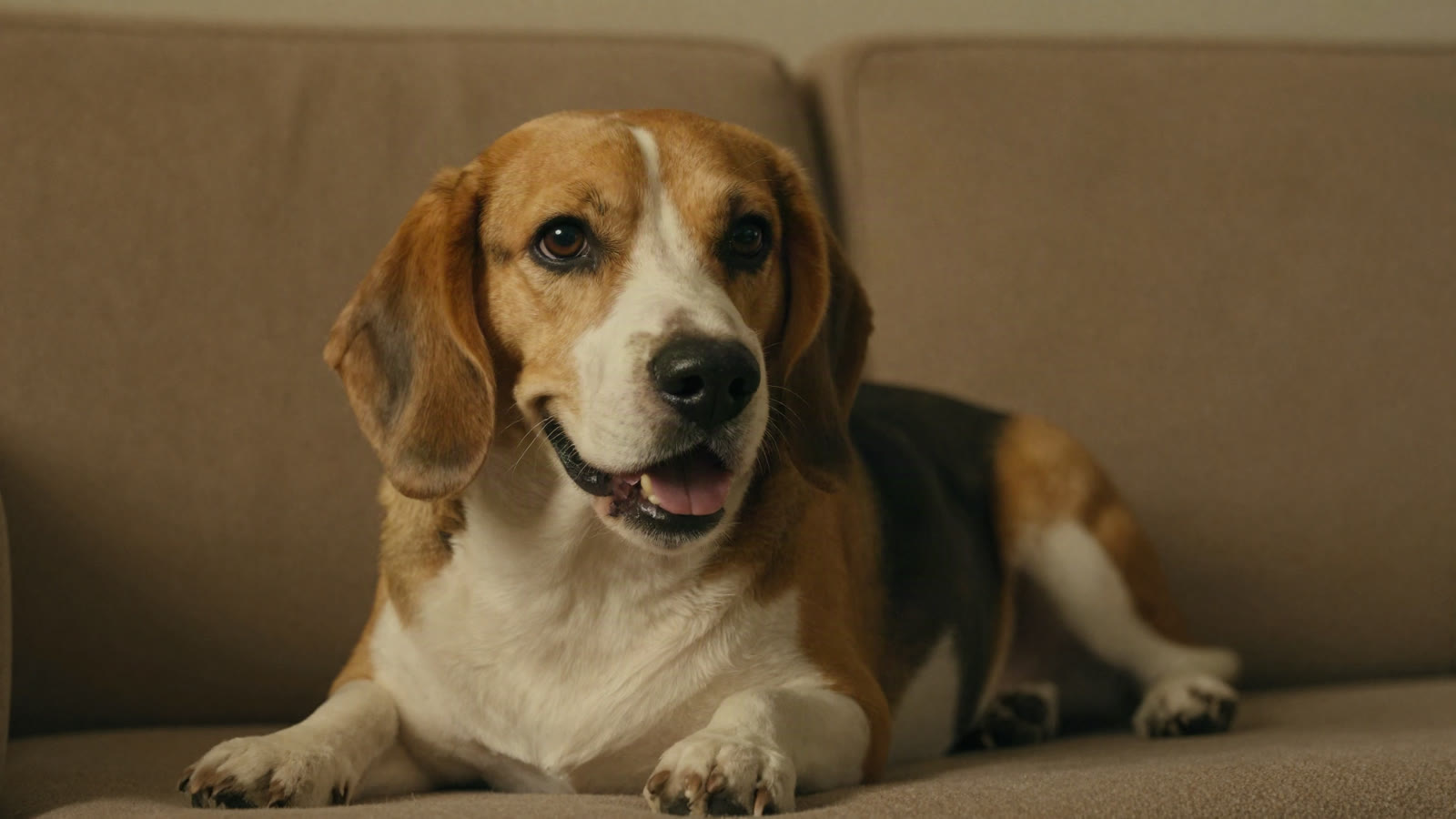 How to Clean a Dog's Ears (Step by Step)
