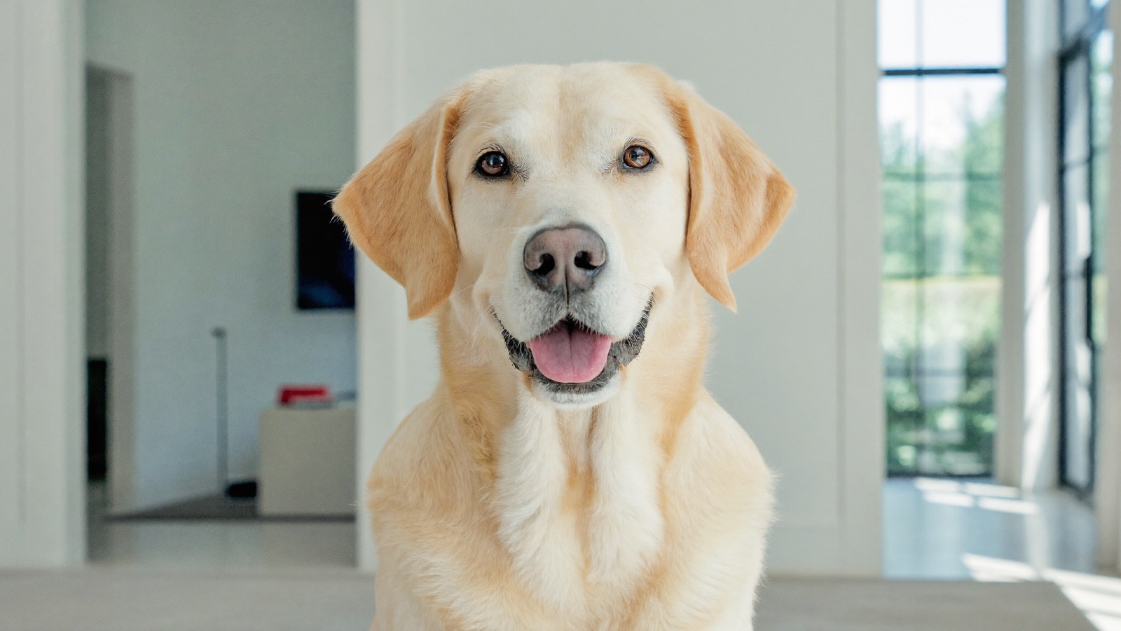 How to Crate Train a Puppy: A Step-by-Step Guide
