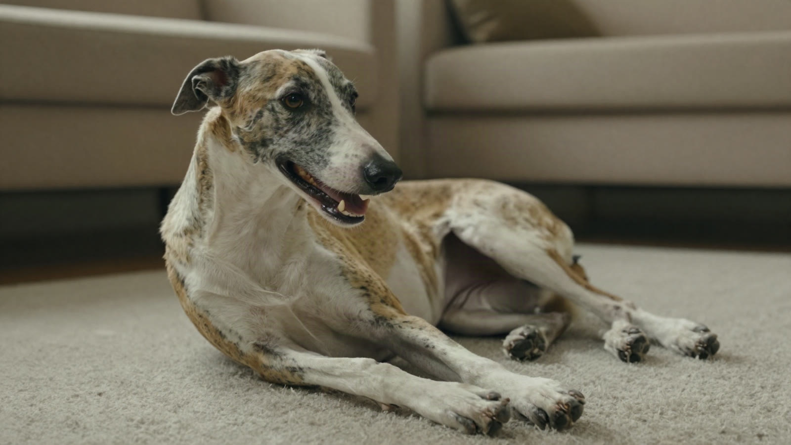How to Find Your Pet's Microchip Number