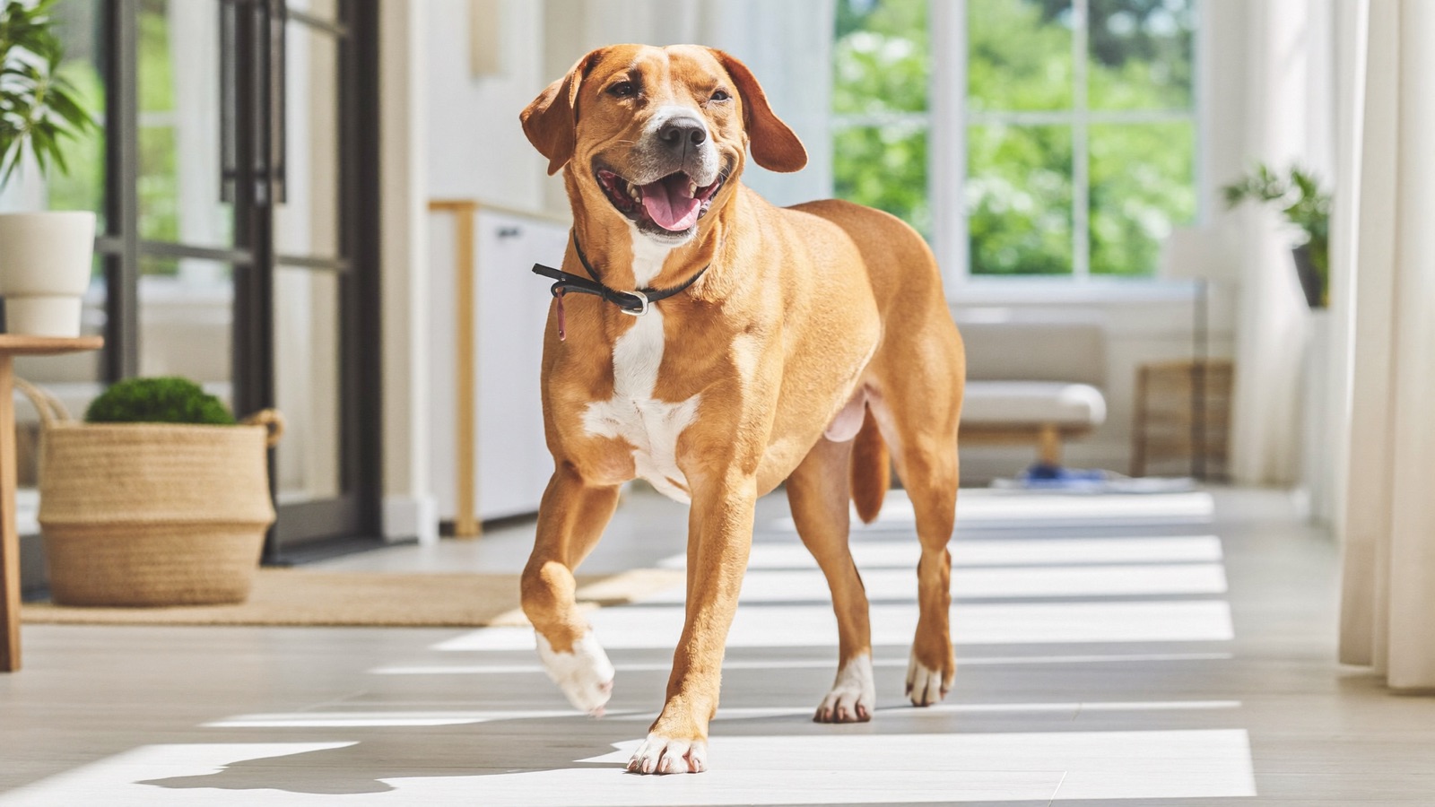 How to Help Your Dog Lose Weight Safely
