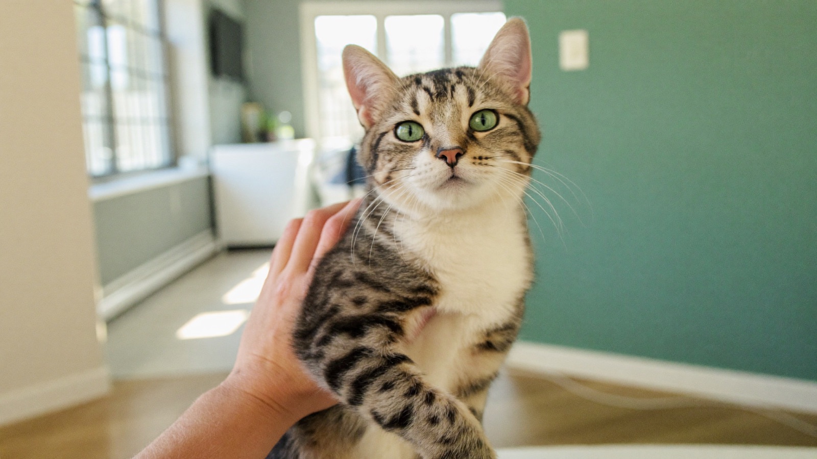 How to Introduce a New Cat: A Step-by-Step Guide