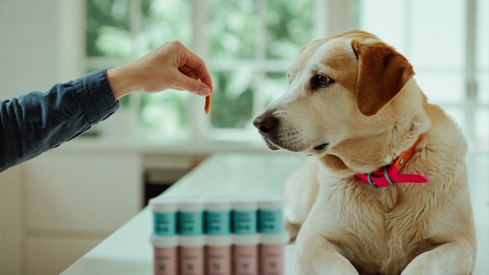How to Never Miss Your Pet's Medication