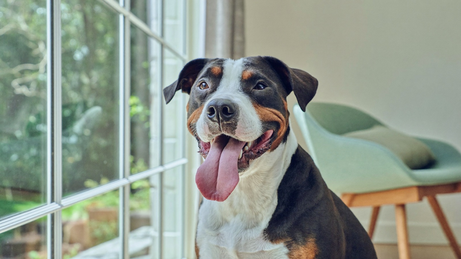 How to Potty Train a Puppy: Fast, Positive Method