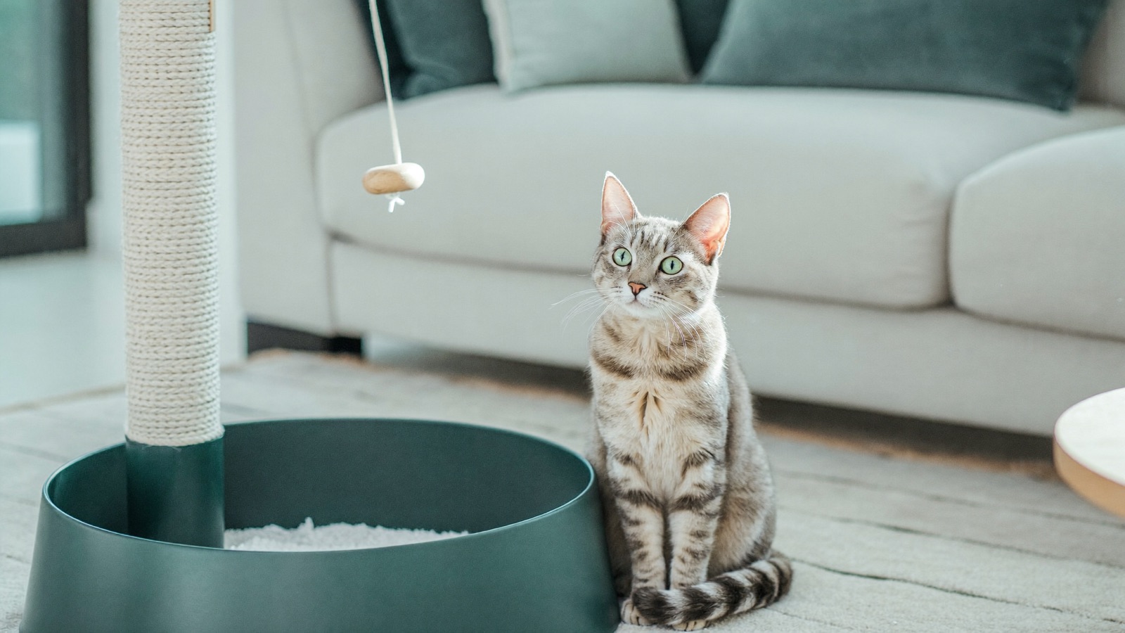 How to Reduce Cat Stress: A Practical Guide