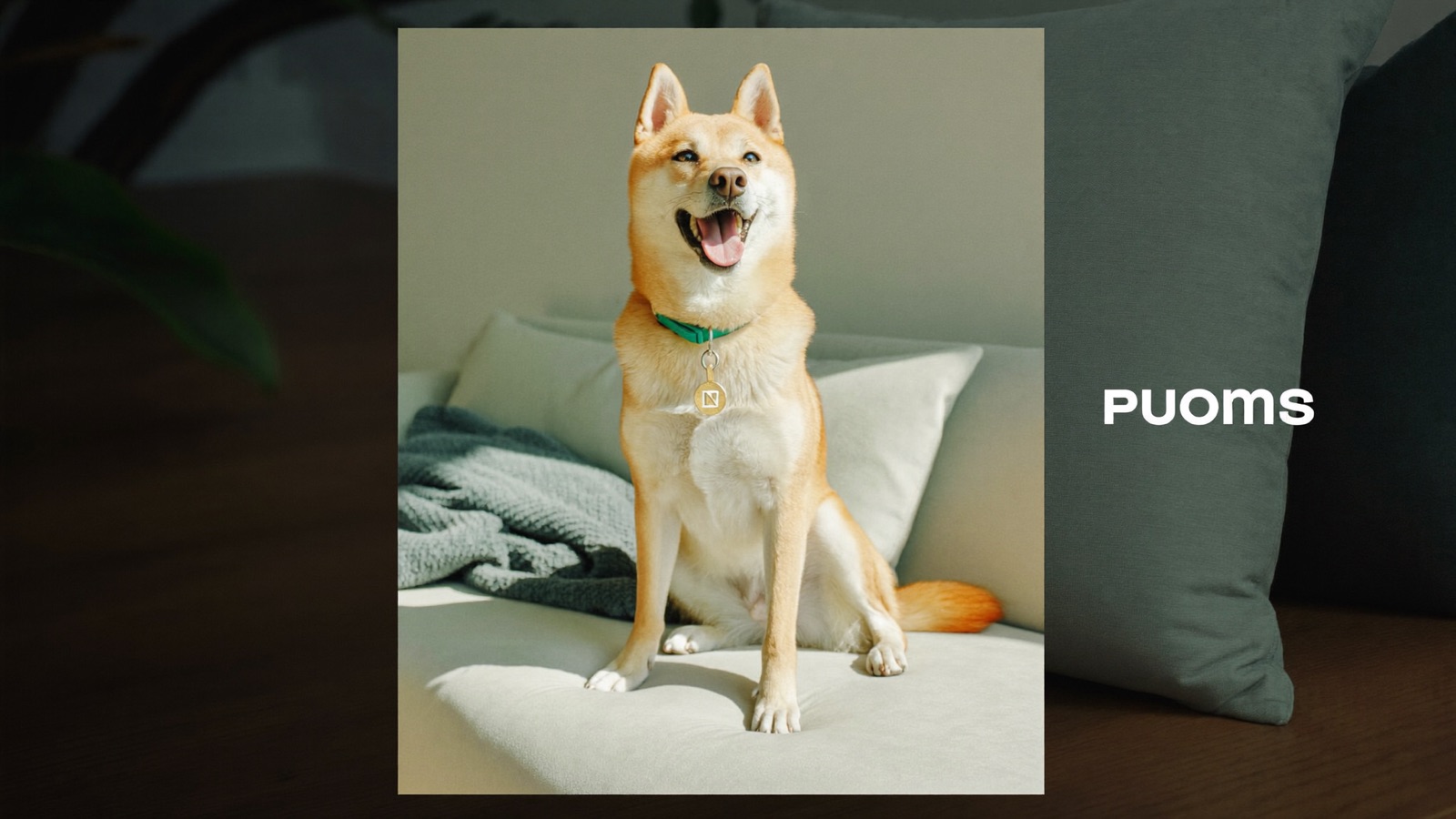 How to Stop Dog Barking: Causes & Proven Fixes
