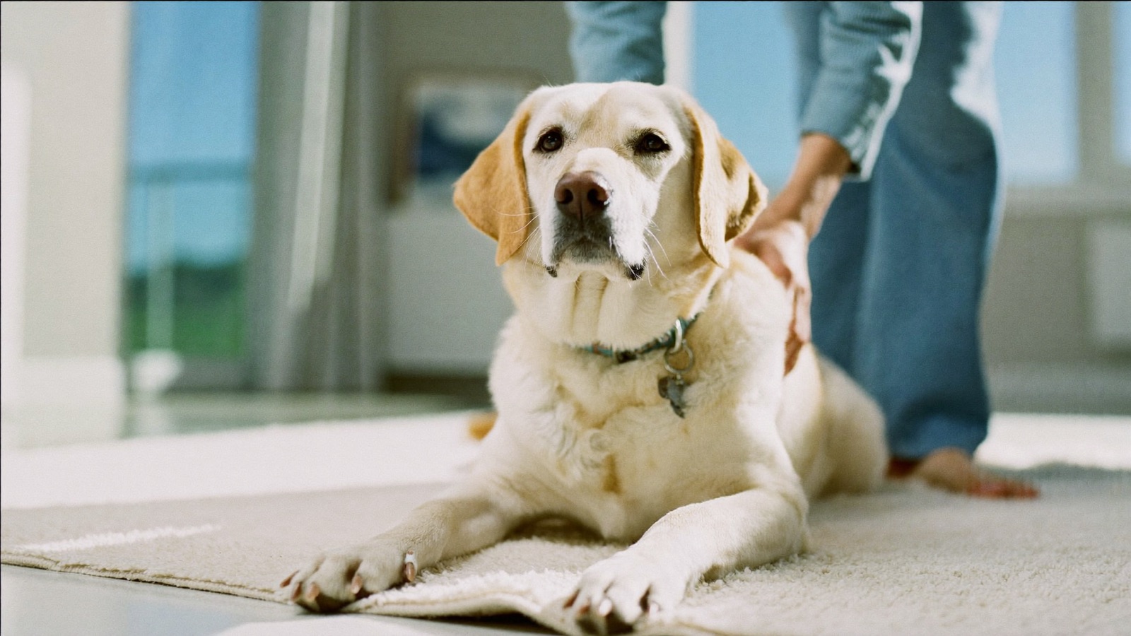 How to Switch Dog Food Without Upsetting Their Stomach