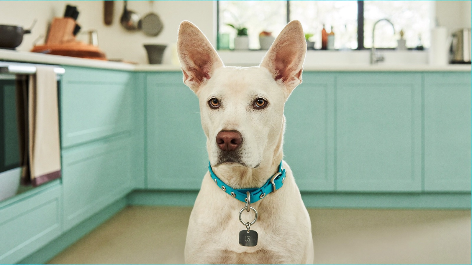 Ibuprofen Toxicity in Dogs: Never Give Advil