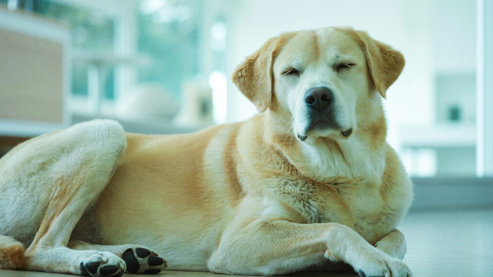 Luxating Patella in Dogs: Signs, Grades & Treatment