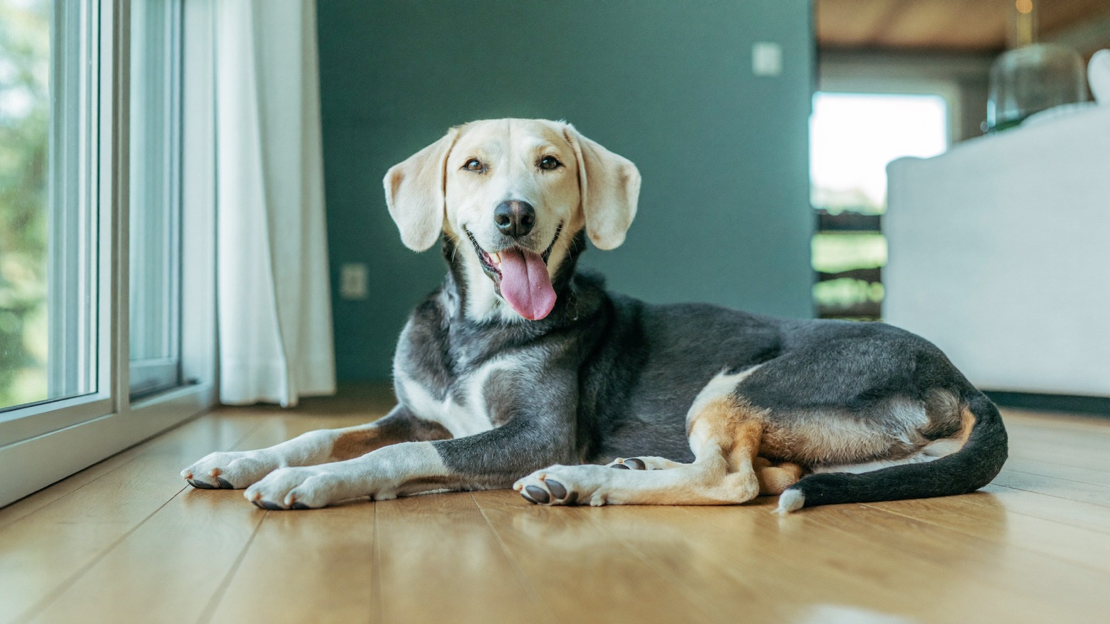 Lyme Disease in Dogs: Signs, Ticks & Prevention