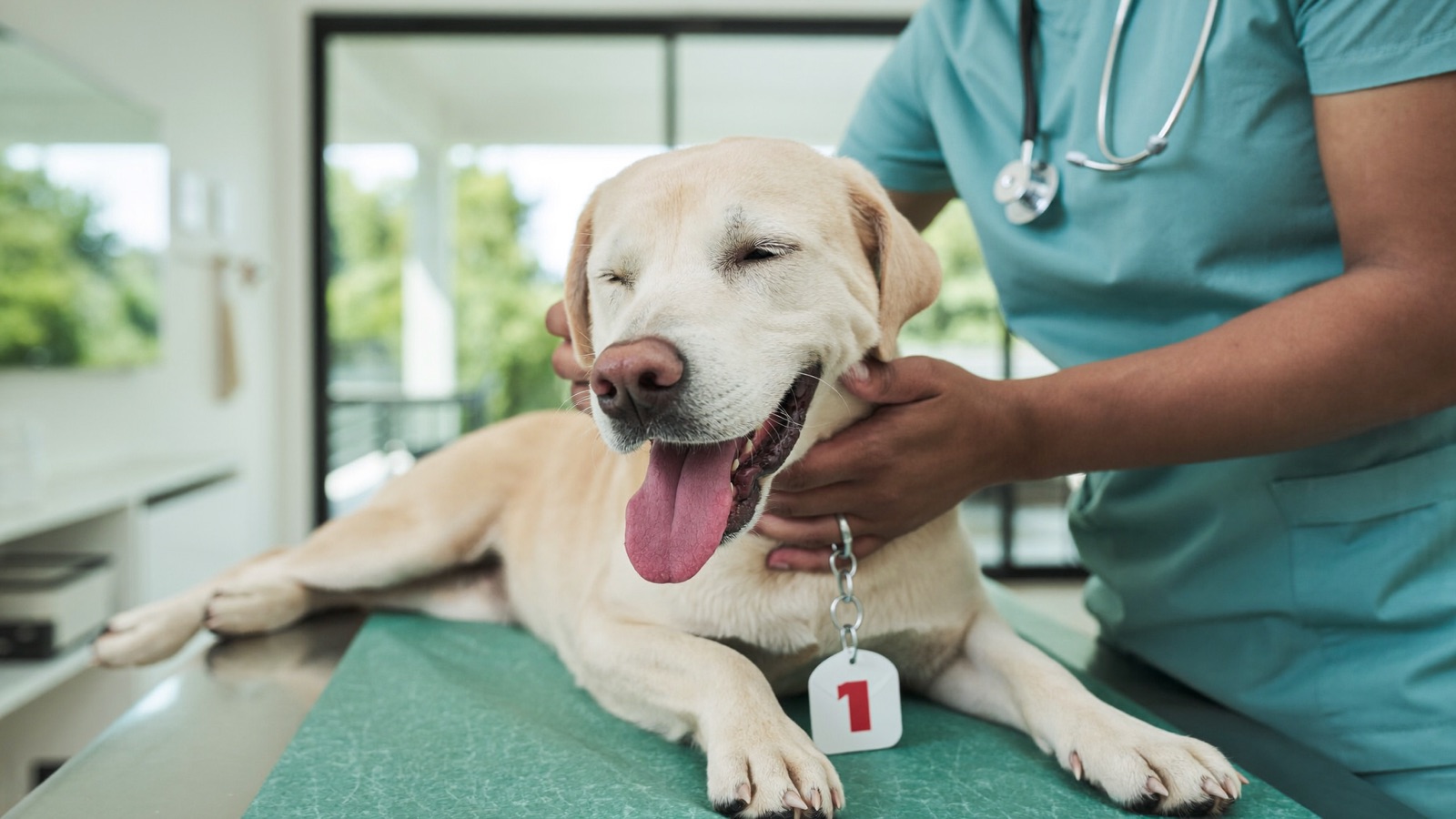 Lyme Vaccine for Dogs: Who Needs It & Why