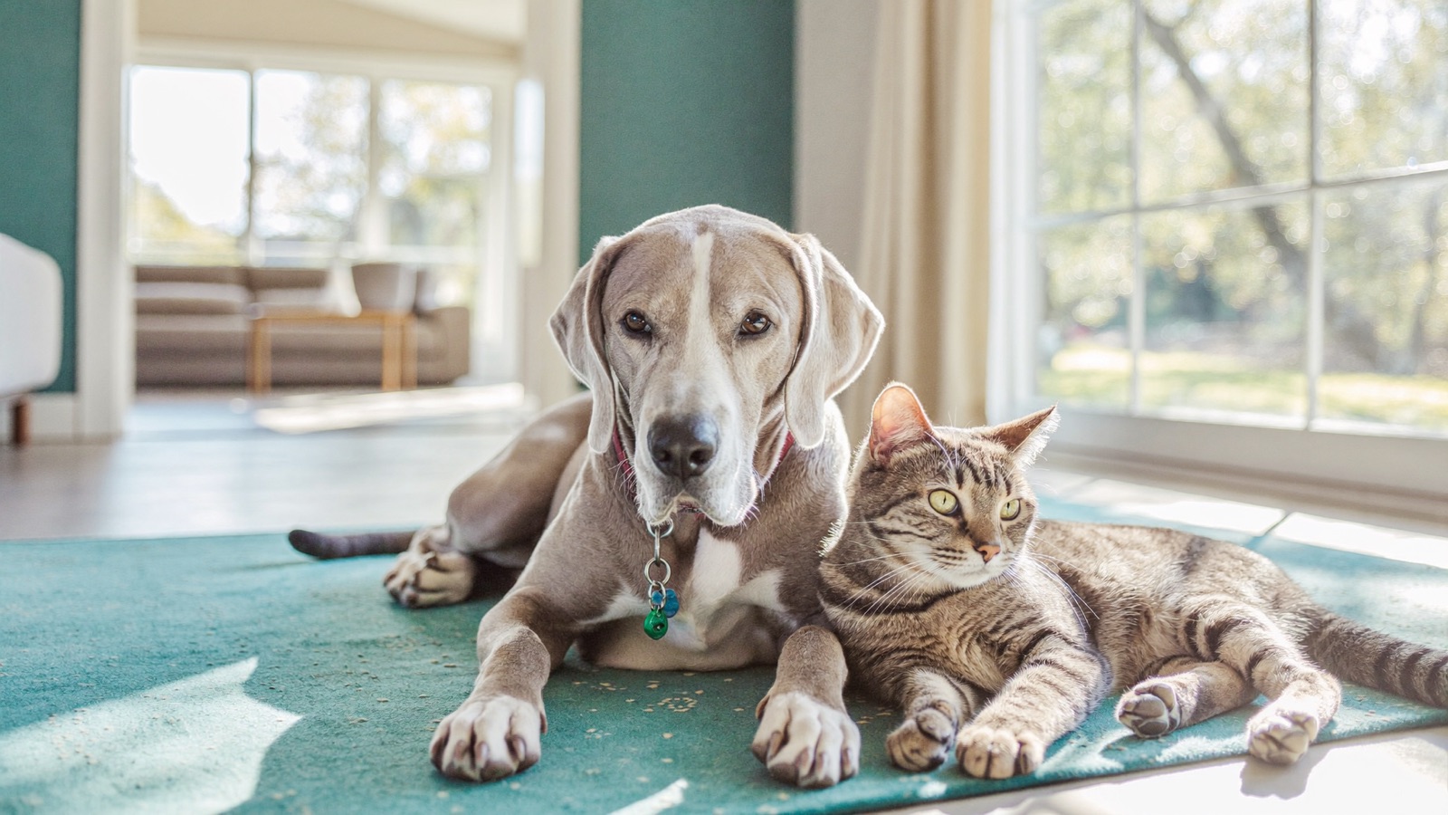 Managing Arthritis in Senior Dogs & Cats