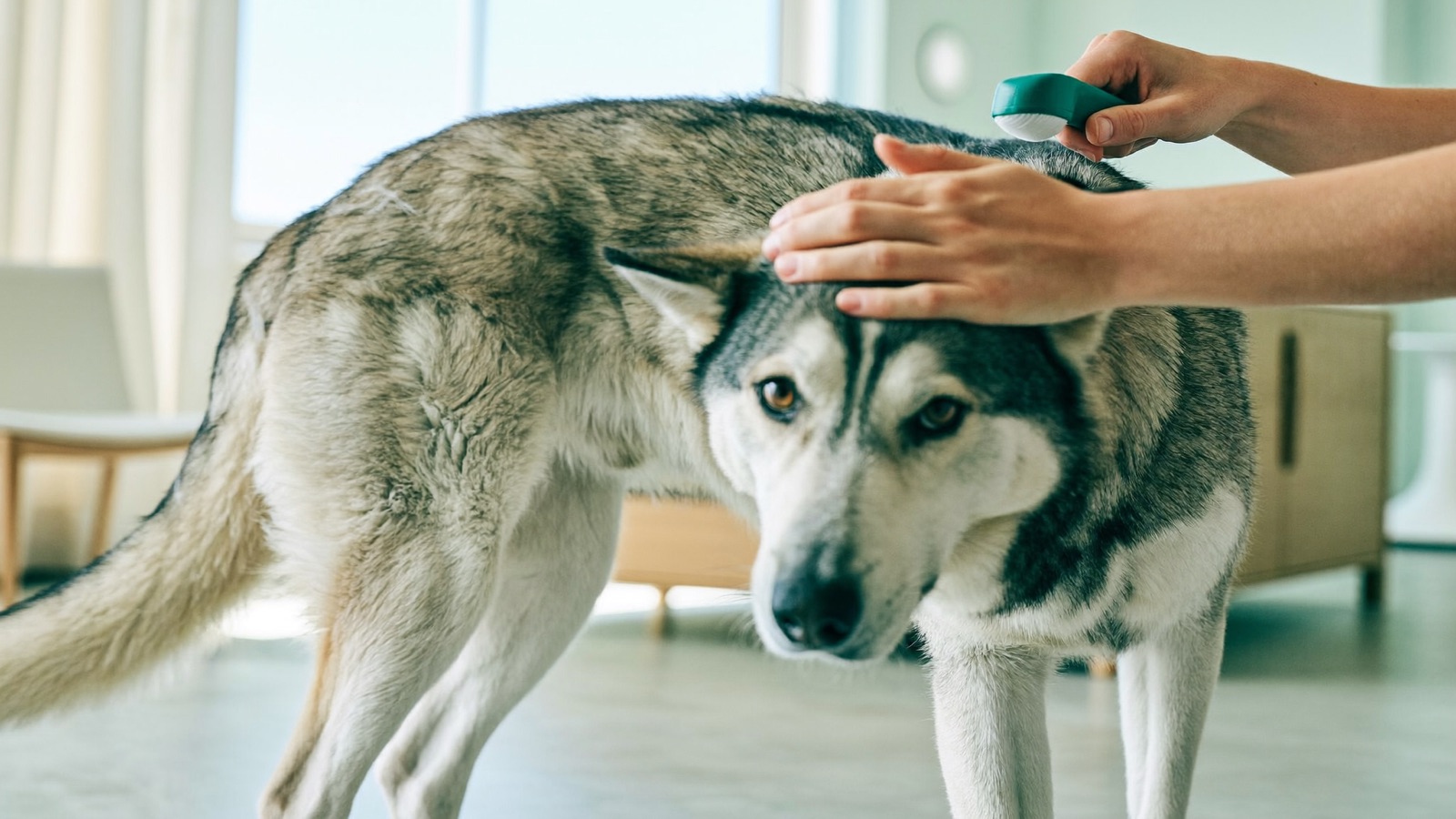 Mange in Dogs: Types, Signs & Treatment