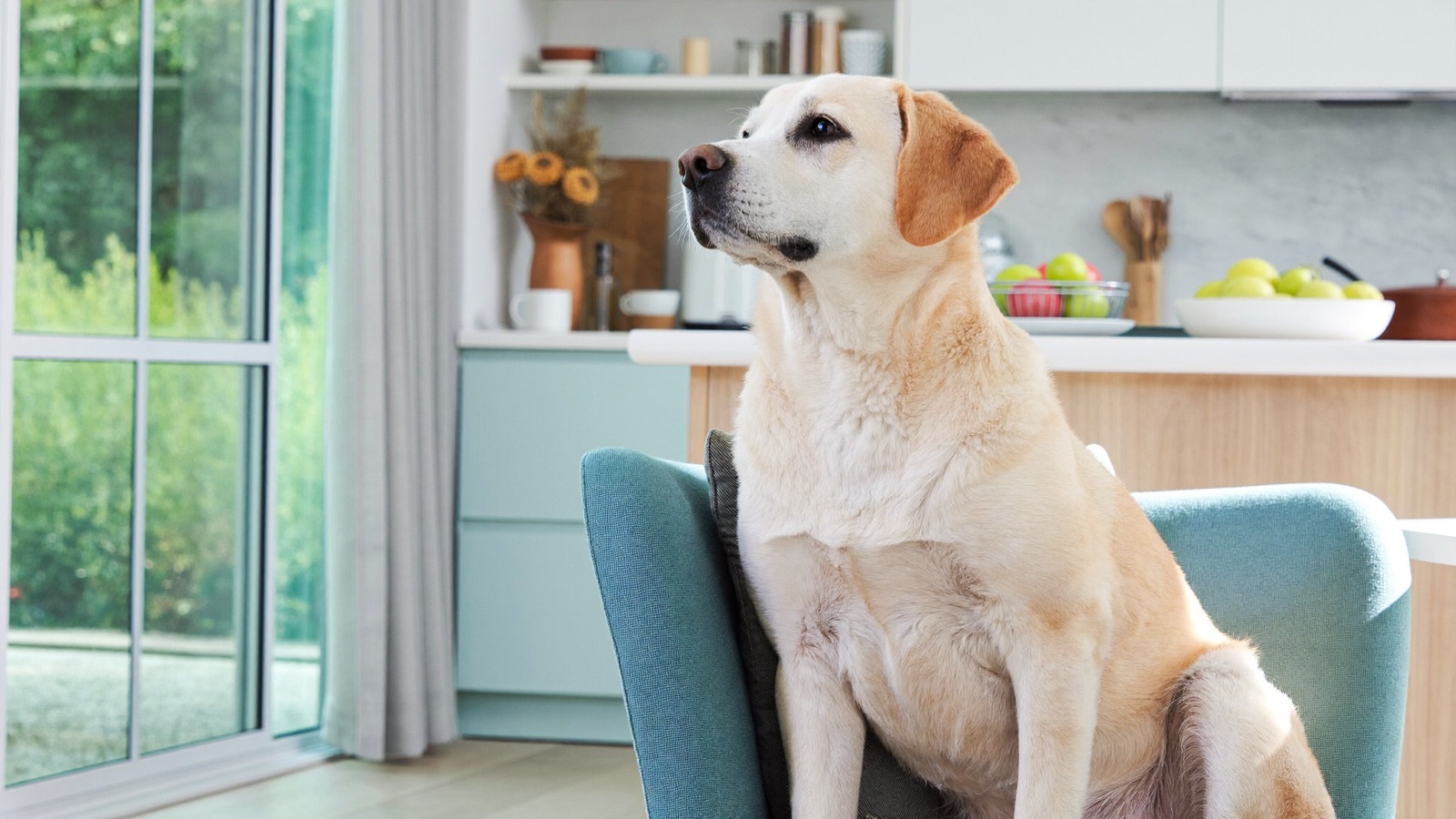 Marijuana Toxicity in Dogs: Signs & What to Do
