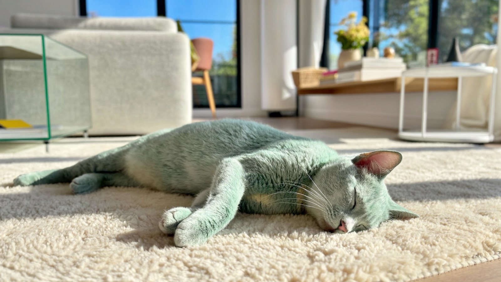 Megacolon & Chronic Constipation in Cats
