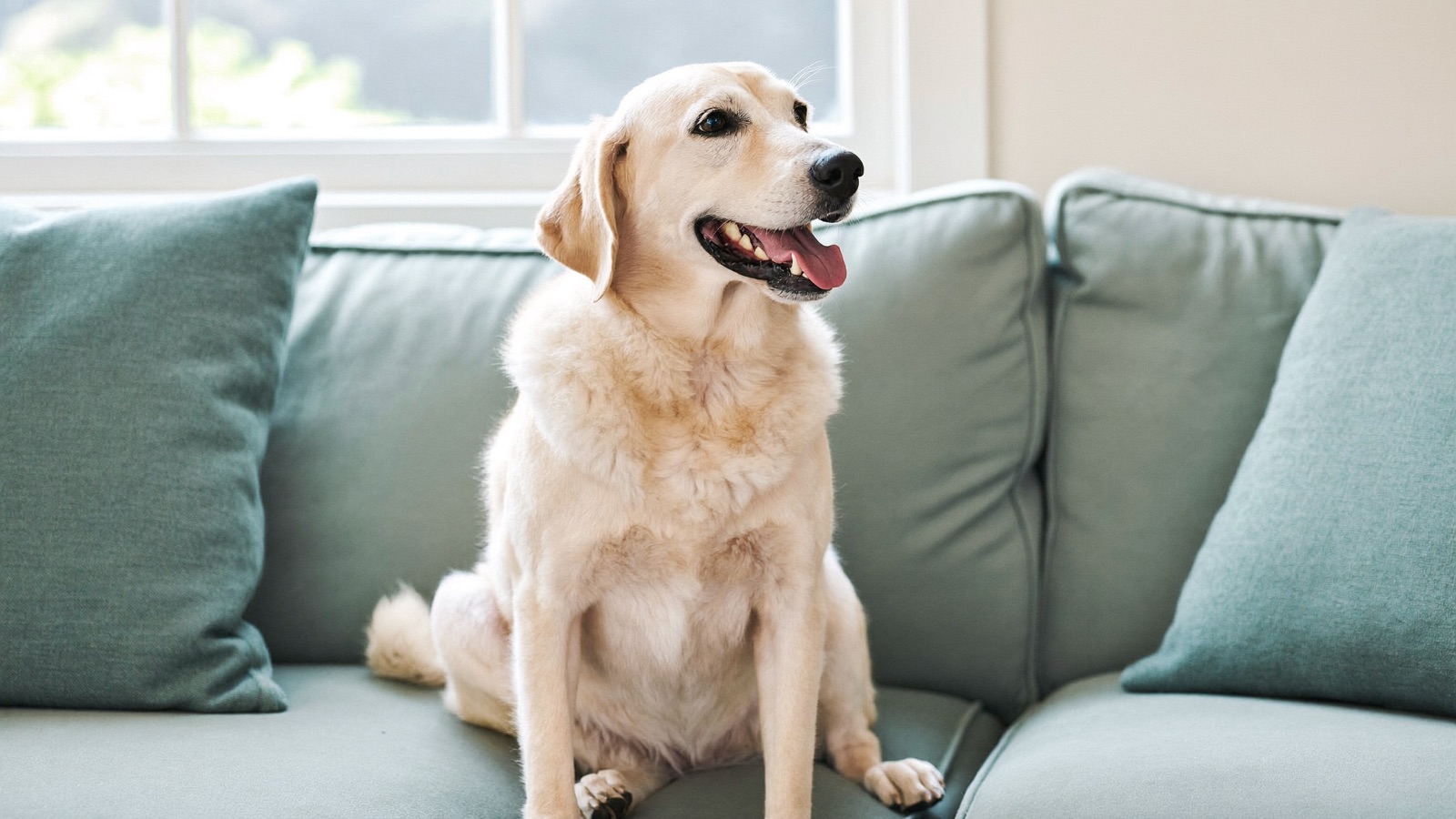 Puppy Socialization Guide: The Critical Window