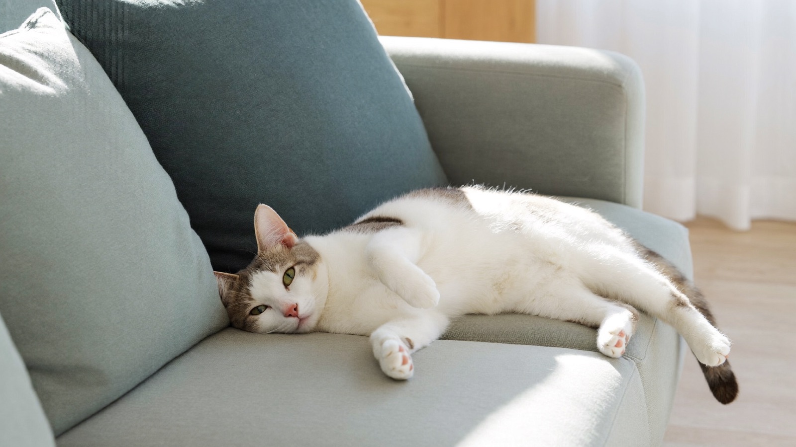 Ringworm in Cats: Signs, Treatment & Spread
