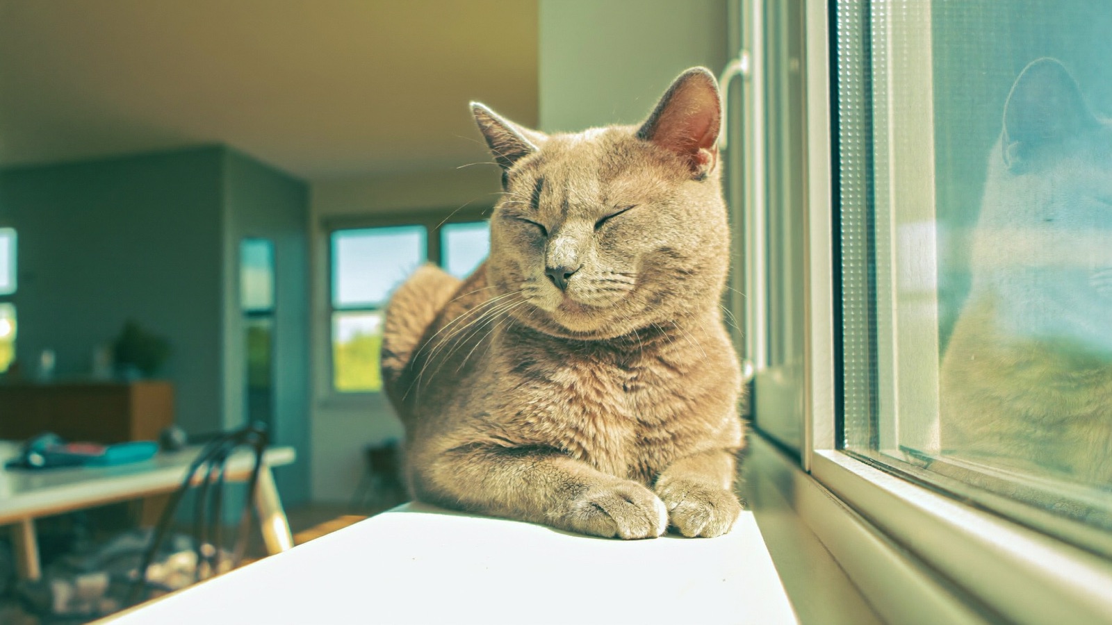 Senior Cat Health Checklist: Signs, Tests & Ages