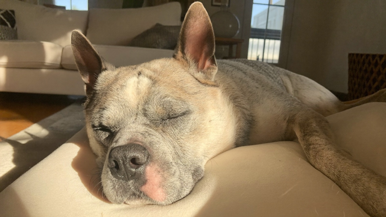Senior Dog Care: When Is a Dog a Senior?