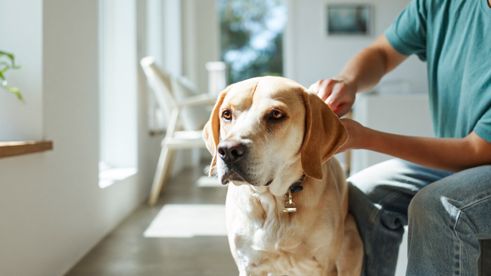 Senior Dog Diet: What to Feed an Older Dog