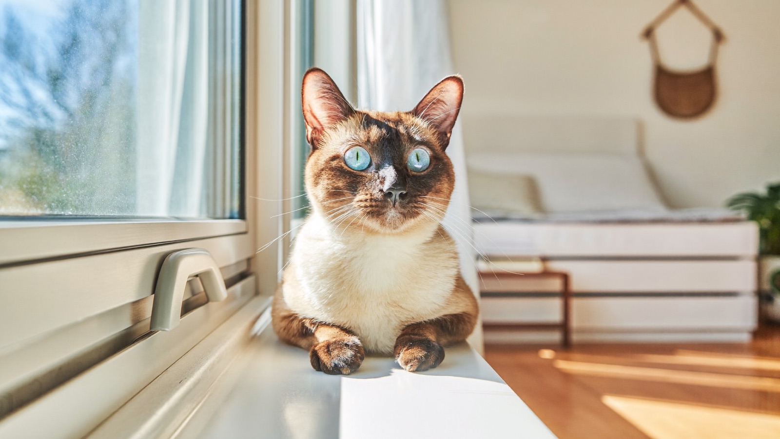 Siamese Cat Health Issues: What to Watch For