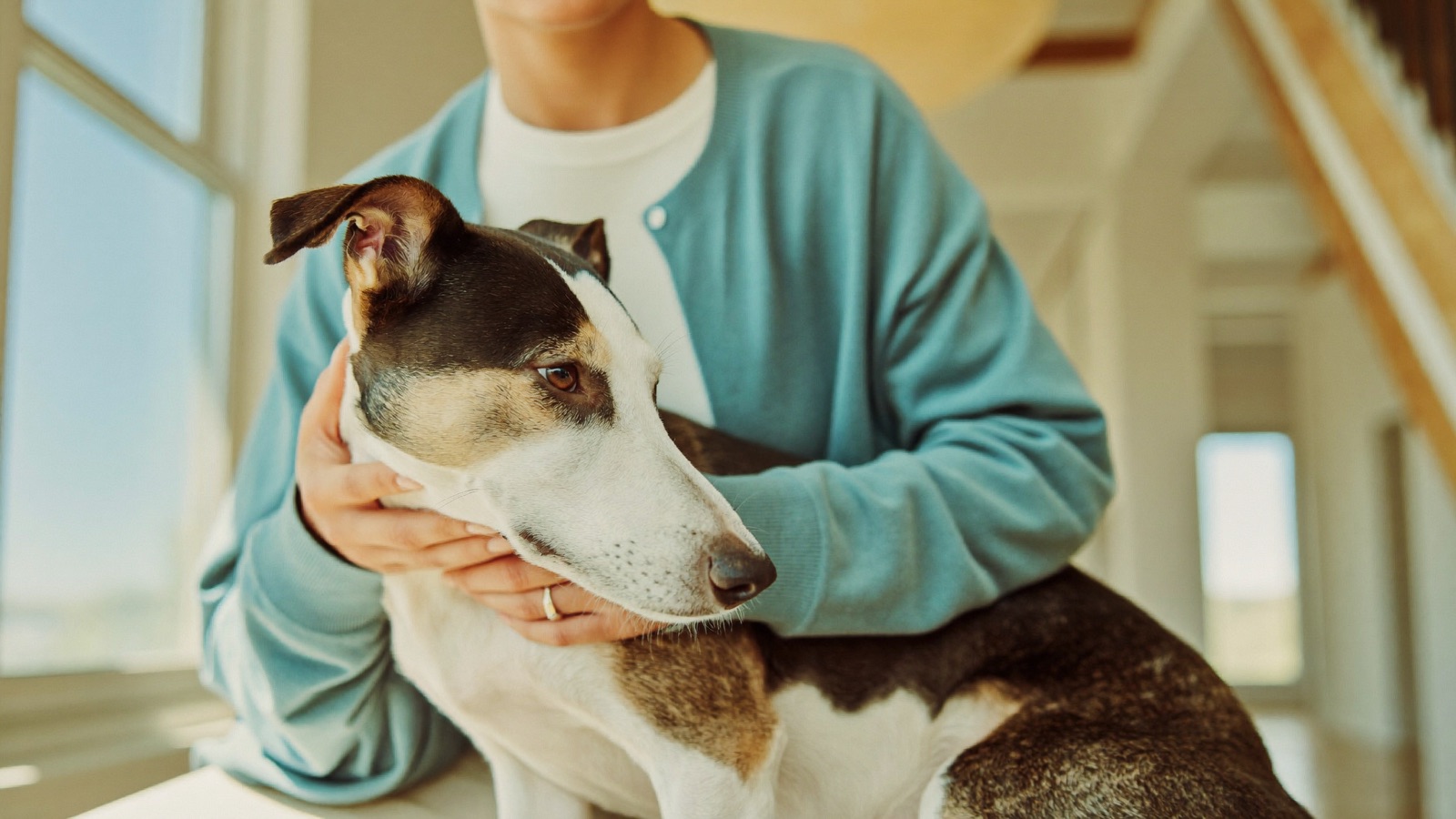 Snake Bite in Dogs: What to Do Right Now