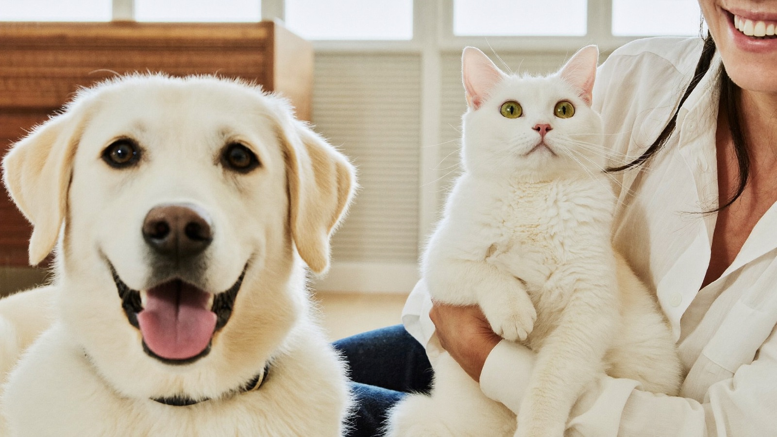 Spay & Neuter Cost for Dogs and Cats