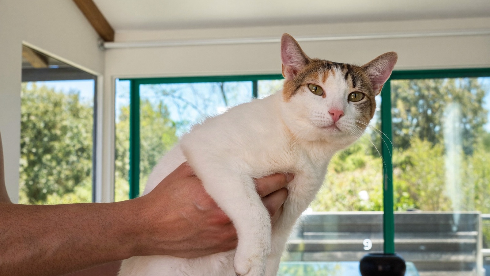 Spaying & Neutering Cats: Benefits, Age & Recovery