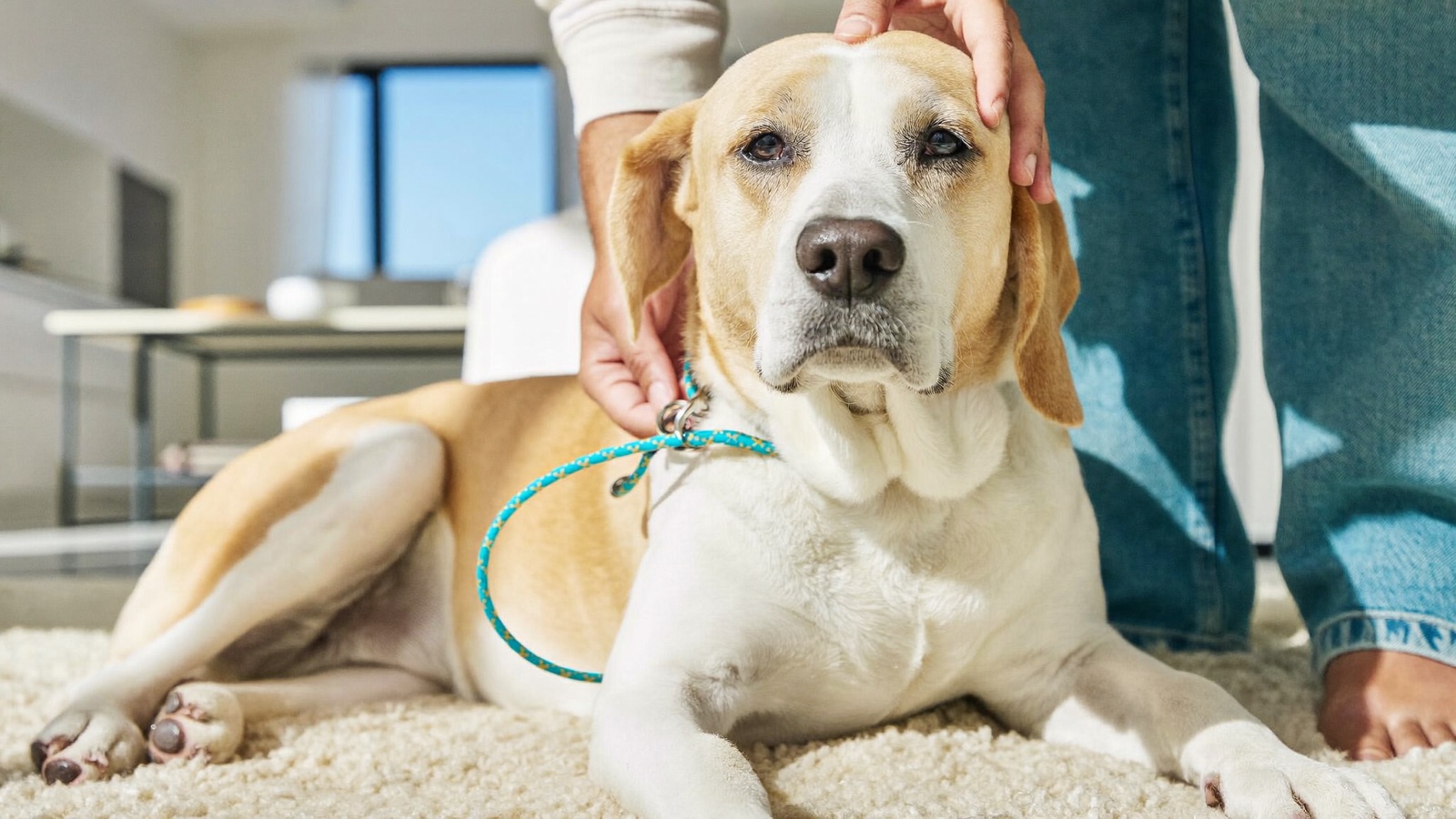 Spaying & Neutering Dogs: Benefits and Timing