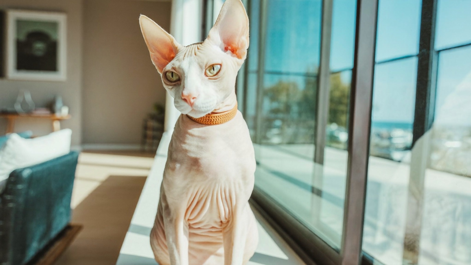 Sphynx Cat Health Issues: What to Watch For