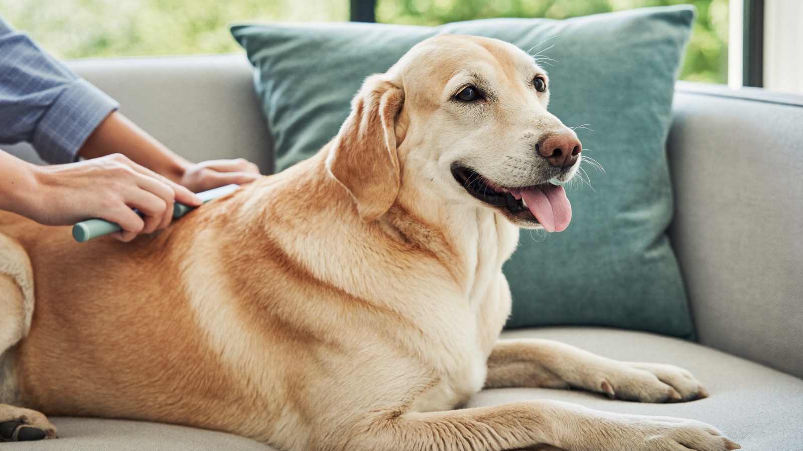 How to Remove a Tick From a Dog Safely
