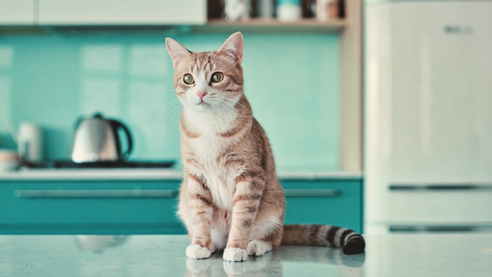 Toxic Plants for Cats: The Ones to Avoid