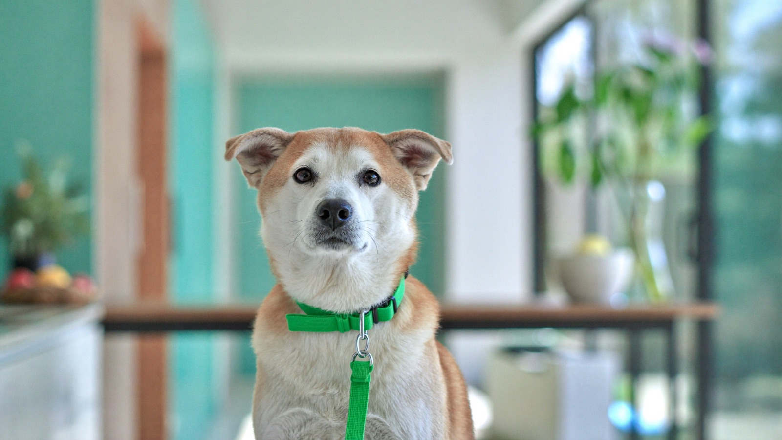 Toxic Plants for Dogs: The Ones to Watch