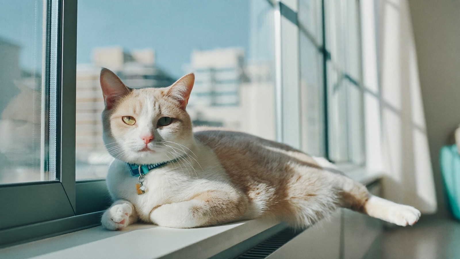 Cat Upper Respiratory Infection: Signs & Care