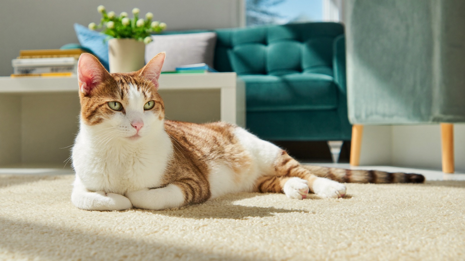 Urinary Blockage in Cats: A Deadly Emergency