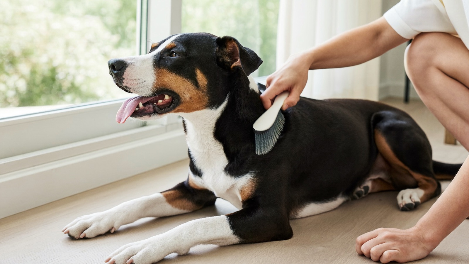 Whipworms in Dogs: Signs, Treatment & Prevention