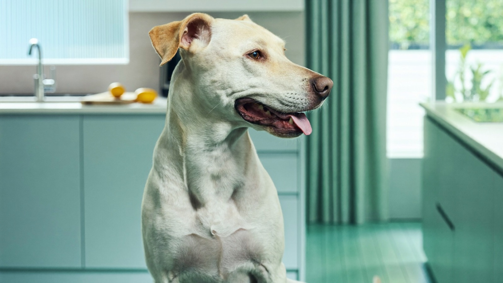 Xylitol Poisoning in Dogs: A Deadly Sweetener